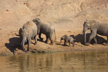 Afrikanischer Elefant am Mphongolo River/ African elephant at Mphongolo River / Loxodonta africana