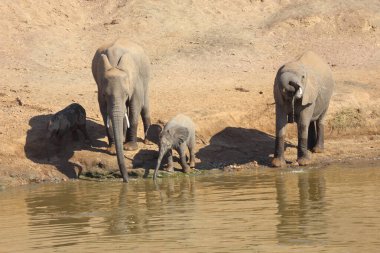 Afrikanischer Elefant am Mphongolo River/ African elephant at Mphongolo River / Loxodonta africana