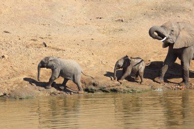Afrikanischer Elefant am Mphongolo River/ African elephant at Mphongolo River / Loxodonta africana