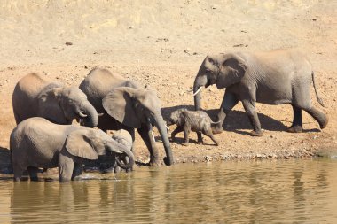 Afrikanischer Elefant am Mphongolo River/ African elephant at Mphongolo River / Loxodonta africana