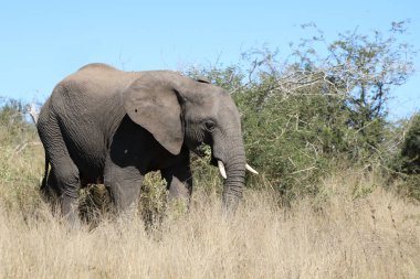Afrikanischer Elefant / African elephant / Loxodonta africana