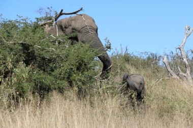 Afrikanischer Elefant / African elephant / Loxodonta africana