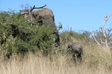 Afrikanischer Elefant / African elephant / Loxodonta africana