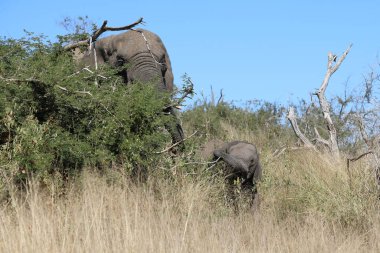 Afrikanischer Elefant / African elephant / Loxodonta africana