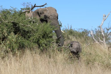 Afrikanischer Elefant / African elephant / Loxodonta africana