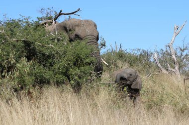 Afrikanischer Elefant / African elephant / Loxodonta africana