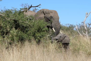 Afrikanischer Elefant / African elephant / Loxodonta africana