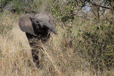 Afrikanischer Elefant / African elephant / Loxodonta africana