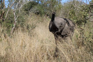 Afrikanischer Elefant / African elephant / Loxodonta africana