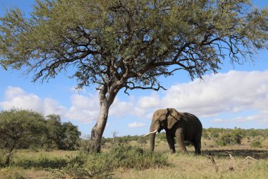Afrikanischer Elefant / African elephant / Loxodonta africana
