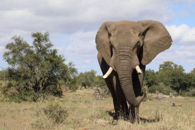 Afrikanischer Elefant / African elephant / Loxodonta africana