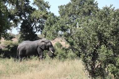 Afrikanischer Elefant / African elephant / Loxodonta africana