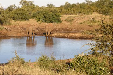 Afrikanischer Elefant / African elephant / Loxodonta africana