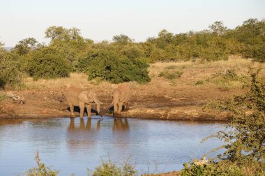 Afrikanischer Elefant / African elephant / Loxodonta africana