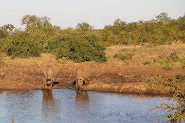 Afrikanischer Elefant / African elephant / Loxodonta africana