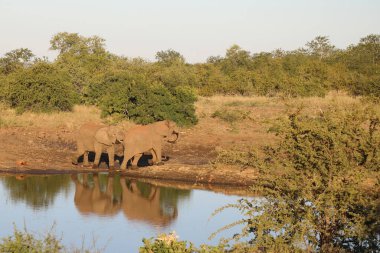 Afrikanischer Elefant / African elephant / Loxodonta africana