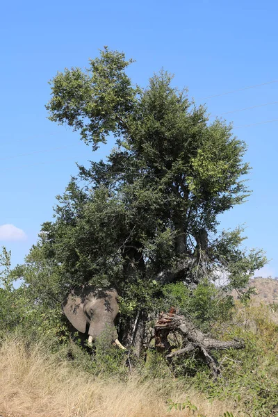 Afrikanischer Elefant African Elephant Loxodonta Africana — Stockfoto