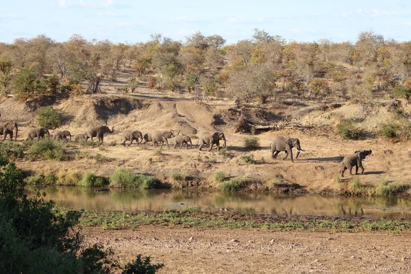 Afrikanischer Elefant Mphongolo River African Elephant Mphongolo River Loxodonta Africana — Fotografia de Stock