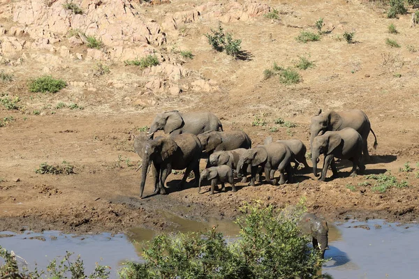 Afrikanischer Elefant Mphongolo River African Elephant Mphongolo River Loxodonta Africana — Stockfoto