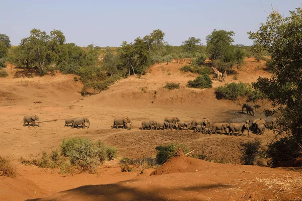 Afrikanischer Elefant Mphongolo River African Elephant Mphongolo River Loxodonta Africana — Stockfoto