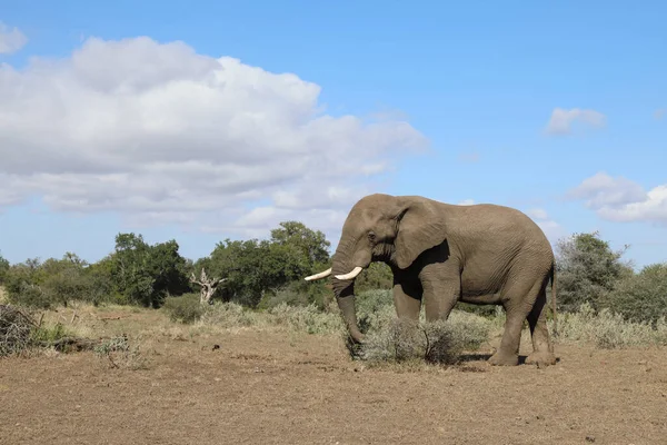 Afrikanischer Elefant Αφρικανικός Ελέφαντας Loxodonta Africana — Φωτογραφία Αρχείου