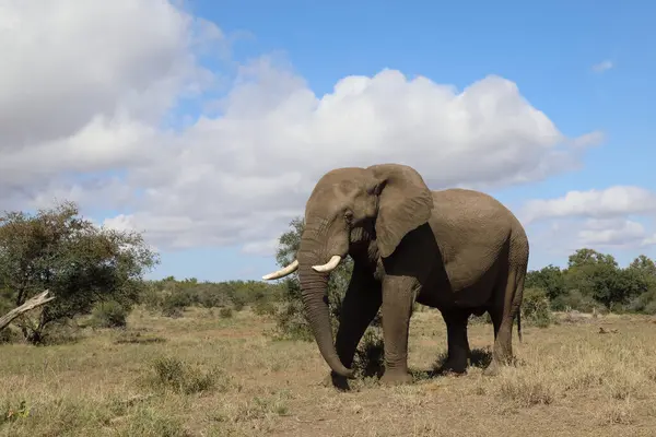 Afrikanischer Elefant Αφρικανικός Ελέφαντας Loxodonta Africana — Φωτογραφία Αρχείου