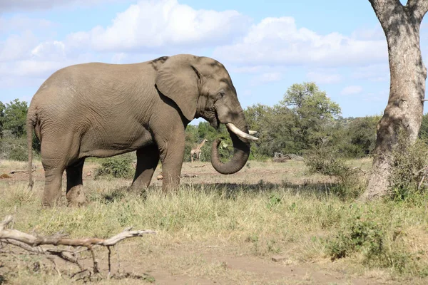 Afrikanischer Elefant Αφρικανικός Ελέφαντας Loxodonta Africana — Φωτογραφία Αρχείου