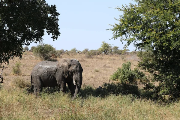 Afrikanischer Elefant Αφρικανικός Ελέφαντας Loxodonta Africana — Φωτογραφία Αρχείου