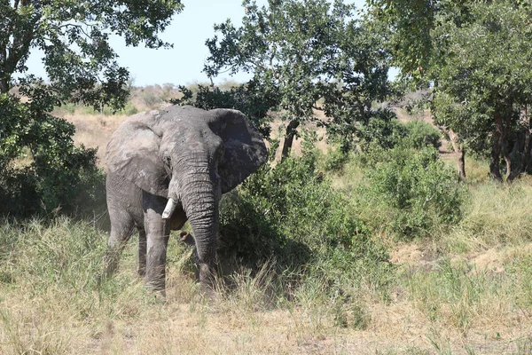 Afrikanischer Elefant Αφρικανικός Ελέφαντας Loxodonta Africana — Φωτογραφία Αρχείου