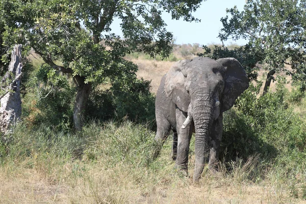 Afrikanischer Elefant African Elephant Loxodonta Africana — стокове фото