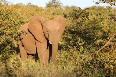 Afrikanischer Elefant / African elephant / Loxodonta africana