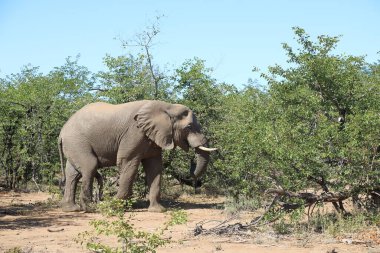 Afrikanischer Elefant / African elephant / Loxodonta africana