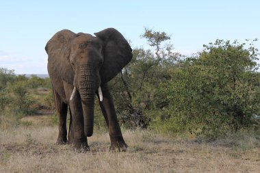 Afrikanischer Elefant / African elephant / Loxodonta africana