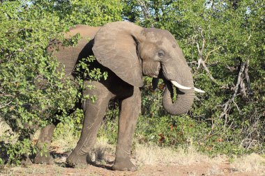 Afrikanischer Elefant / African elephant / Loxodonta africana
