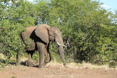Afrikanischer Elefant / African elephant / Loxodonta africana