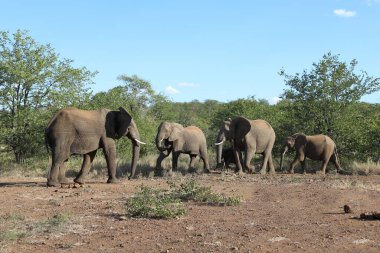 Afrikanischer Elefant / African elephant / Loxodonta africana