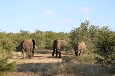 Afrikanischer Elefant / African elephant / Loxodonta africana