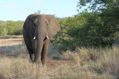 Afrikanischer Elefant / African elephant / Loxodonta africana