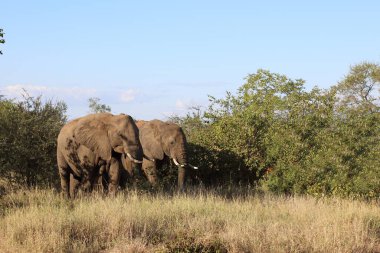 Afrikanischer Elefant / African elephant / Loxodonta africana