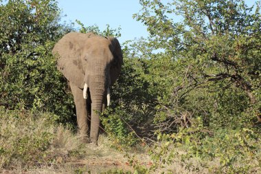 Afrikanischer Elefant / African elephant / Loxodonta africana