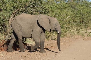Afrikanischer Elefant / African elephant / Loxodonta africana