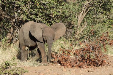 Afrikanischer Elefant / African elephant / Loxodonta africana