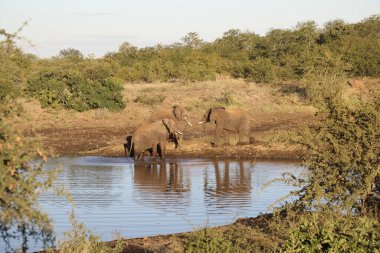 Afrikanischer Elefant / African elephant / Loxodonta africana