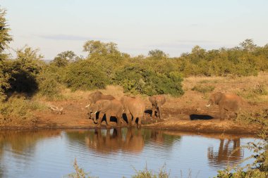 Afrikanischer Elefant / African elephant / Loxodonta africana