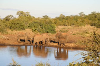 Afrikanischer Elefant / African elephant / Loxodonta africana