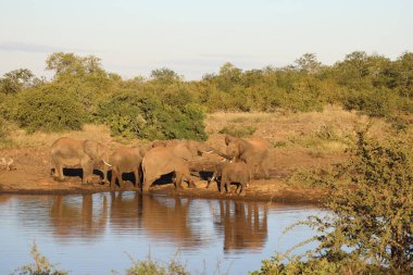 Afrikanischer Elefant / African elephant / Loxodonta africana