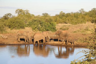 Afrikanischer Elefant / African elephant / Loxodonta africana