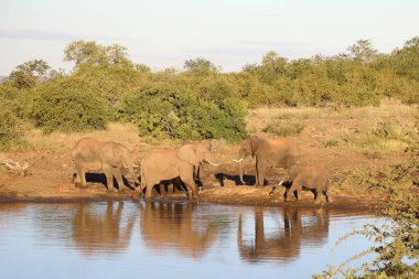 Afrikanischer Elefant / African elephant / Loxodonta africana