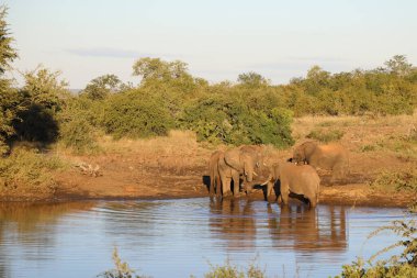 Afrikanischer Elefant / African elephant / Loxodonta africana