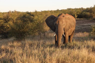 Afrikanischer Elefant / African elephant / Loxodonta africana
